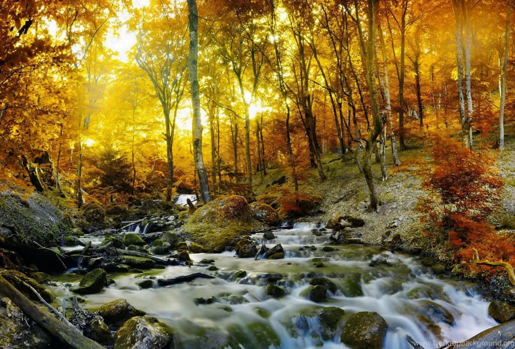 Forests Popular Sunshine Nature Golden Forests Wallpapers Golden ...