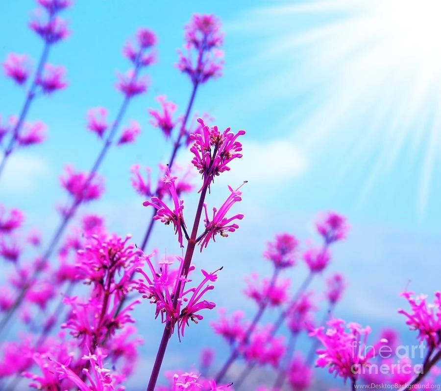 Spring Flower Backgrounds By Anna Omelchenko