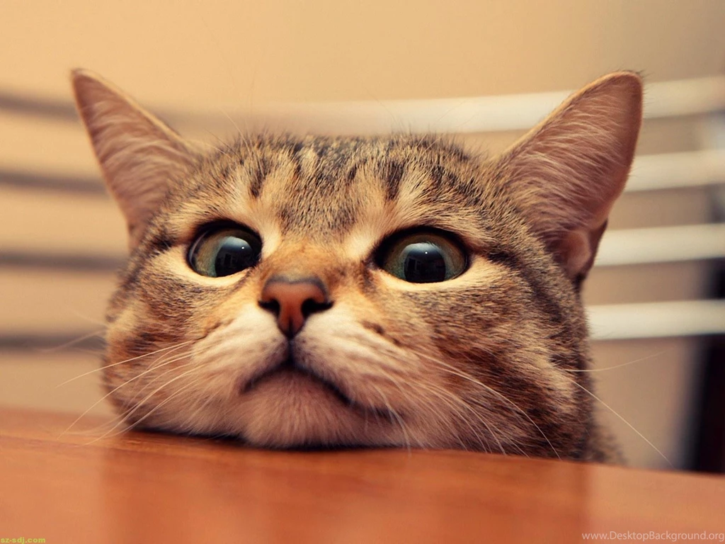 Cute Cat Wallpapers Hd GHFD Http://wallpaper2016.info