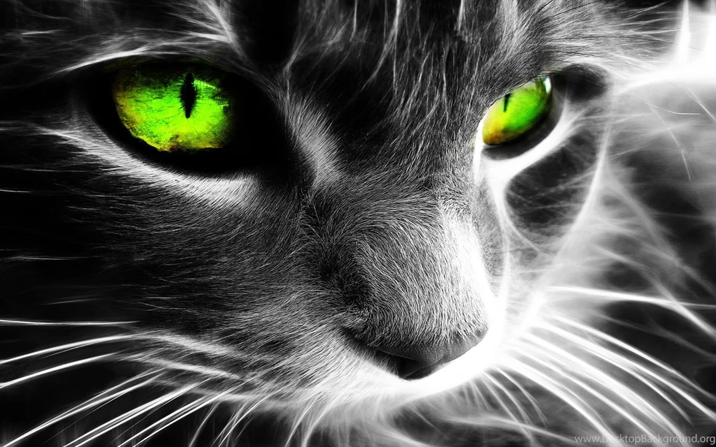 Cat hd wallpaper 0162.jpeg