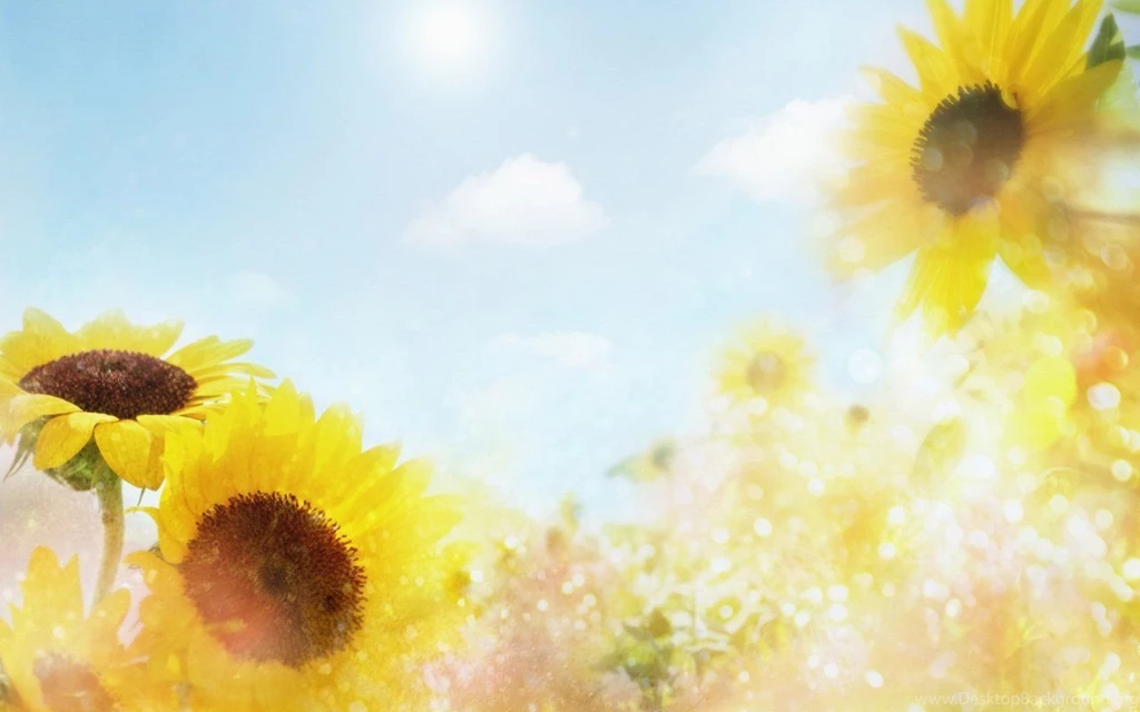 Flower Wallpapers Tumblr Hd Black And White Widescreen Download For ...