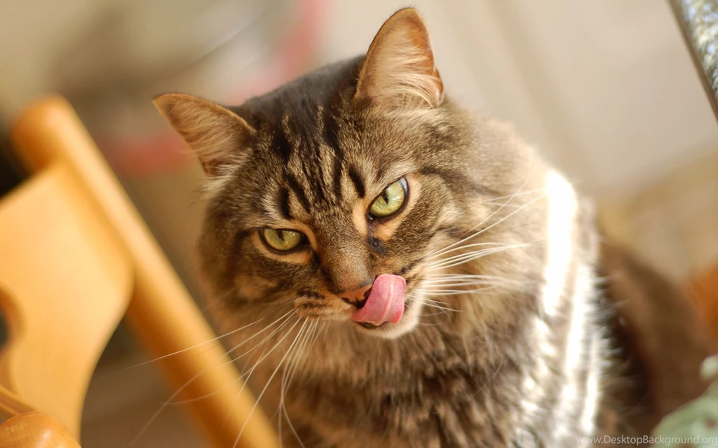 HD Animal Wallpapers: Cat Wallpapers HD