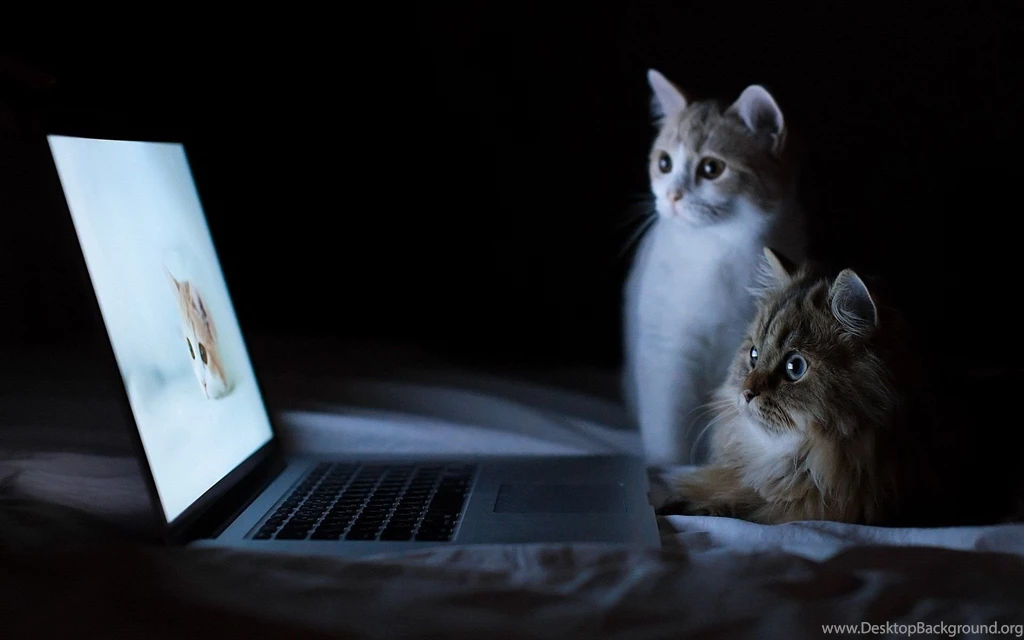 Hd Wallpapers ›› Hd Cat Desktop Wallpapers