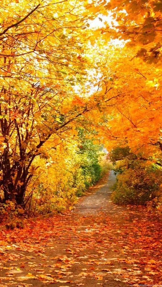 iPhone 5 Wallpapers HD Falling Like (Natural Scenery ...