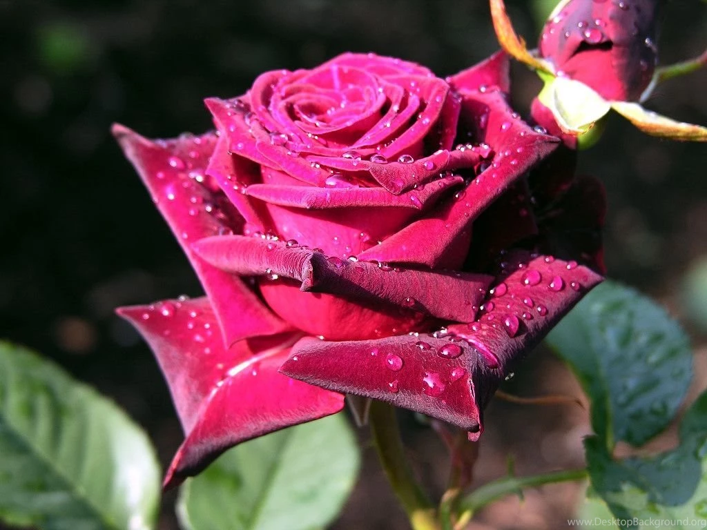 Wallpapers Roses Flowers Image