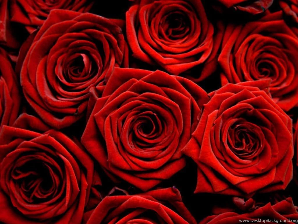 Free Wallpapers Of Rose Files Portal