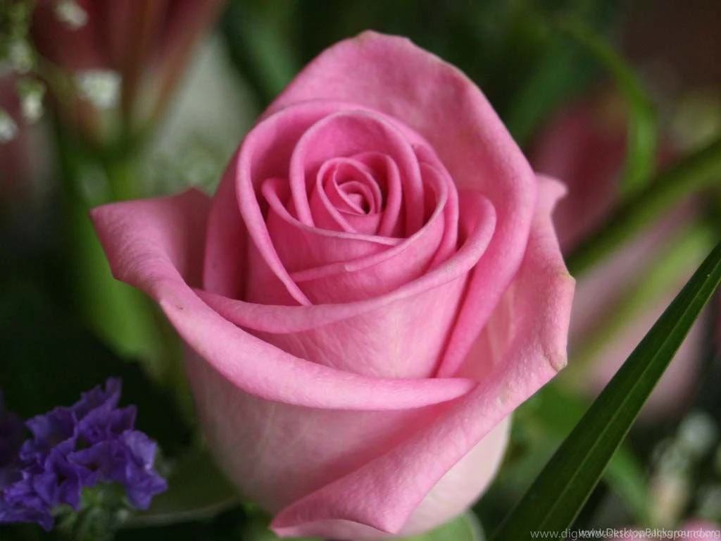 Rose Flower Wallpapers And Wallpapers Download
