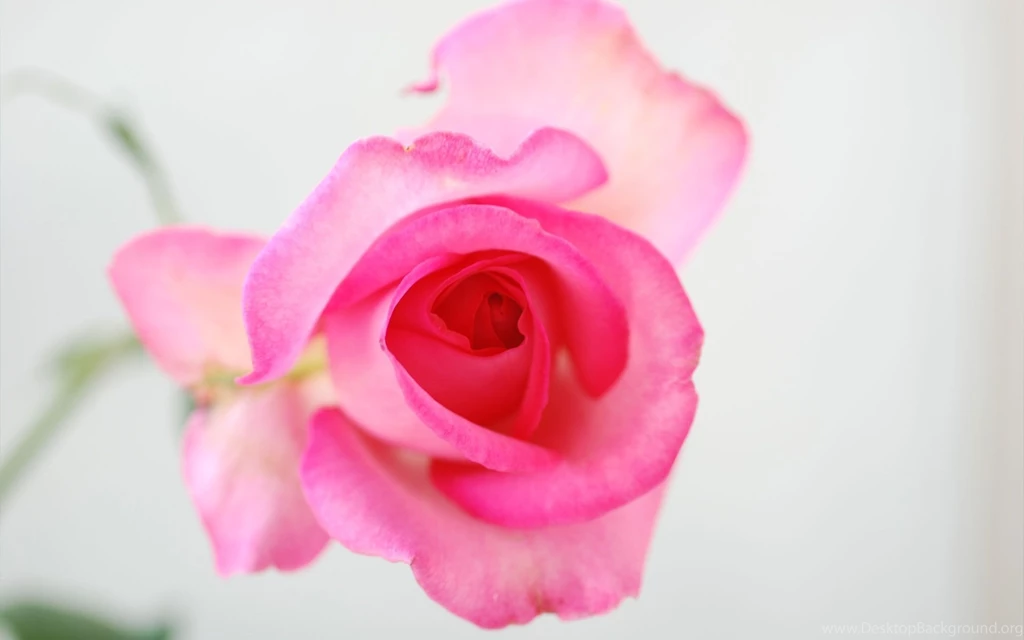 Rose Flowers Wallpapers For Desktop Desktop Backgrounds