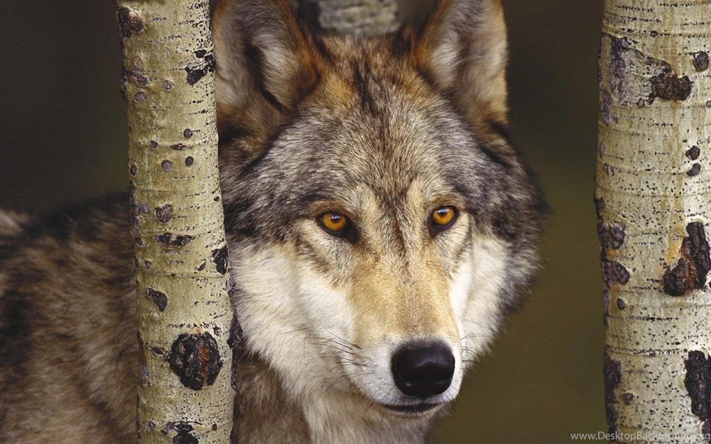 Wolf_1440x900.jpg
