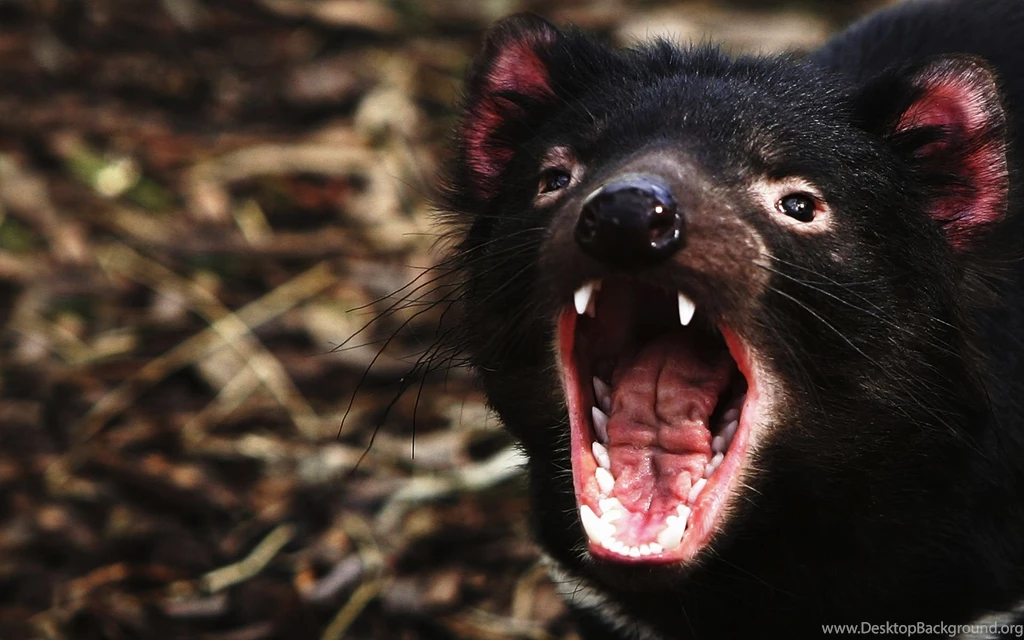Tasmanian Devil Computer Wallpapers, Desktop Backgrounds ...