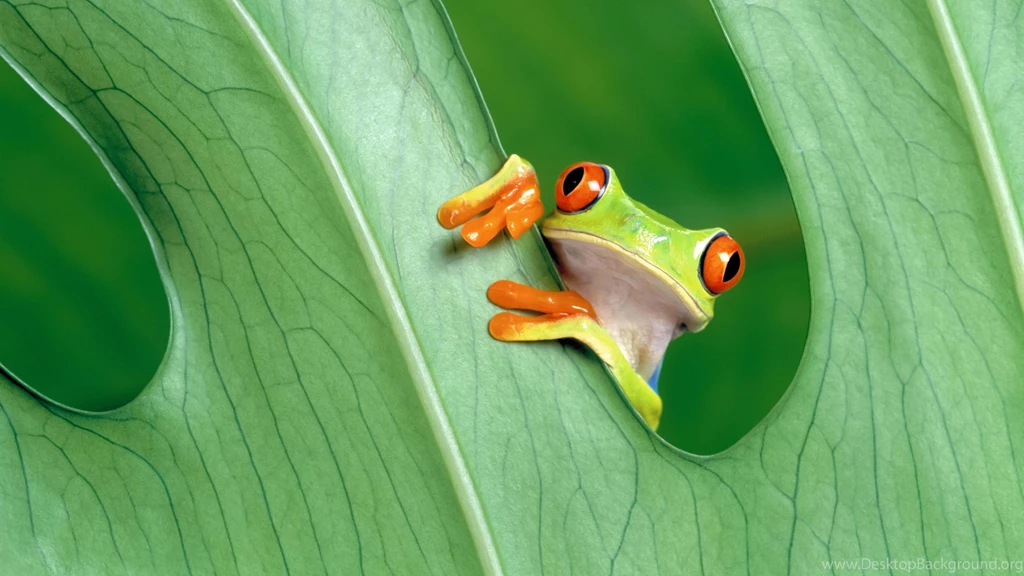 Download Red Eyed Tree Frog HD Wallpapers For 4K 3840 X 2160 ...