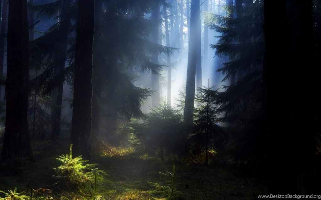 Download Wallpapers 2560x1600 Wood, Fir trees, Light, Young Growth ...