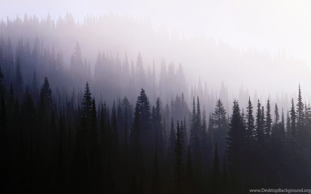 Download Wallpapers 3840x2400 Wood, Background, Coniferous ...