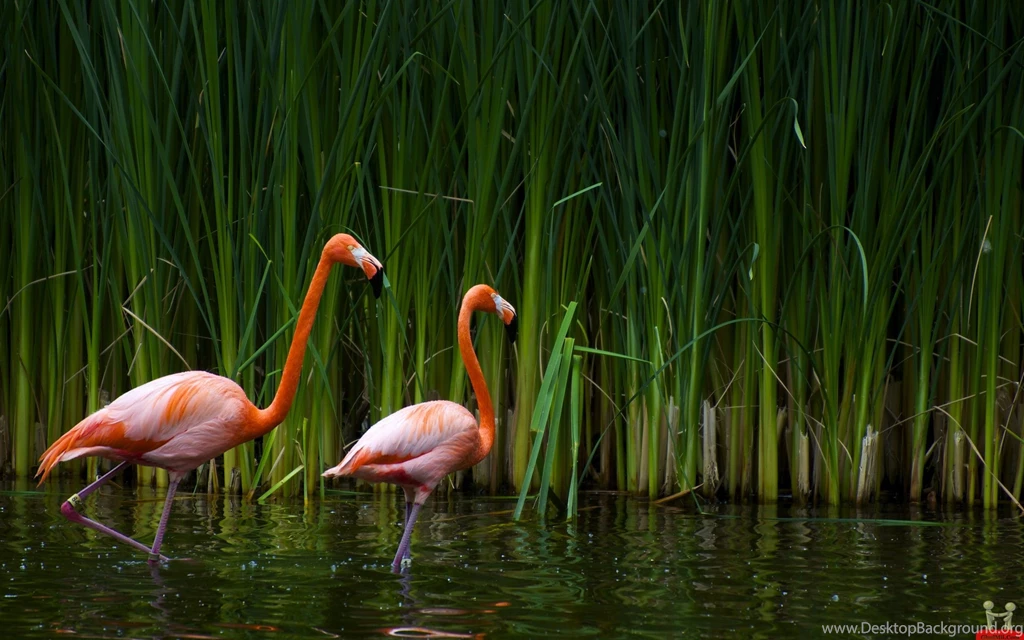 Red Seagulls HD Wallpapers For Desktop Backgrounds – HD Wallpapers ...