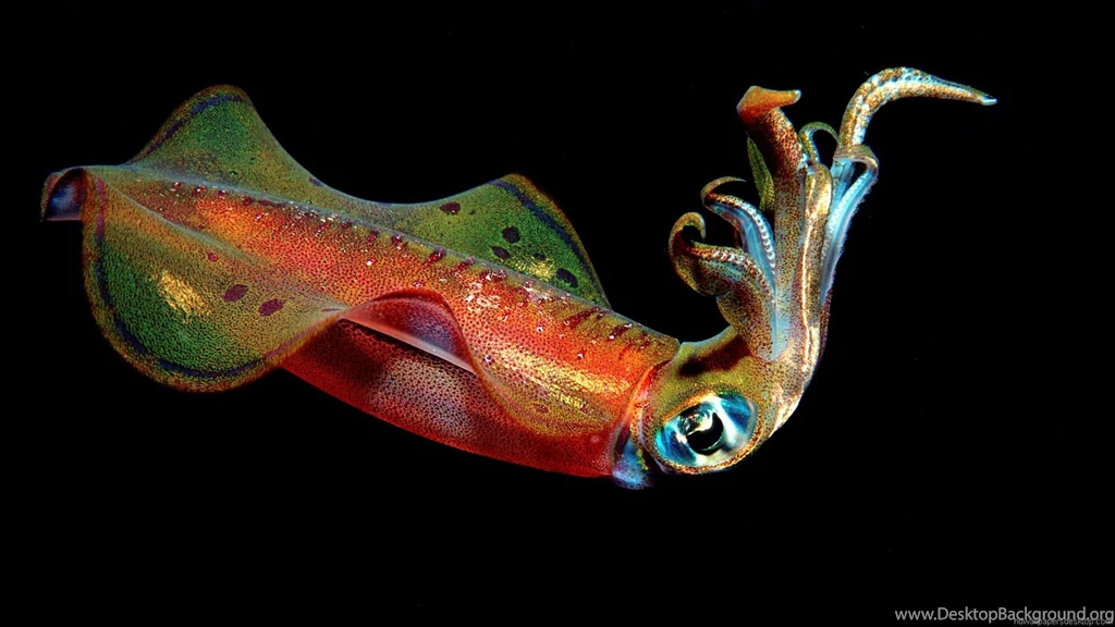 Gallery For Full Hd Animals Wallpapers 1080p