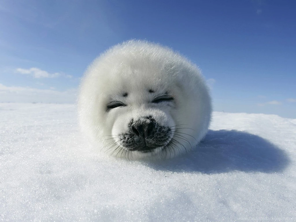 1600x1200 Harp Seal Pup Desktop PC And Mac Wallpapers