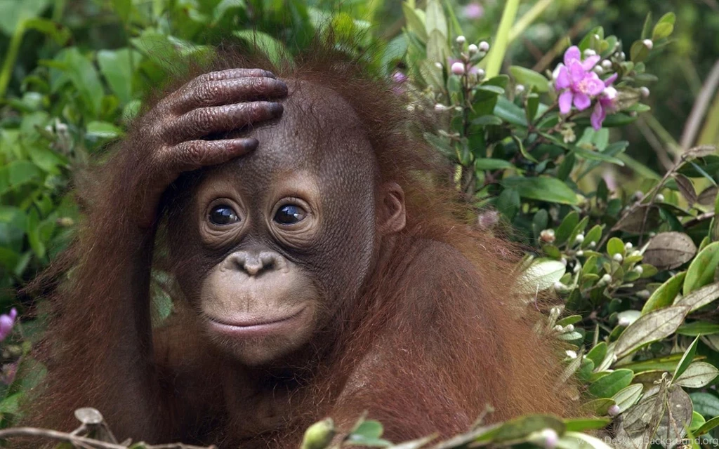 Funny Monkey HD Wallpaper, Funny Monkey Images, New Wallpapers