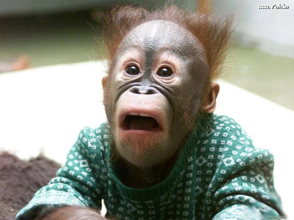 Baby Monkey Images All Wallpapers New