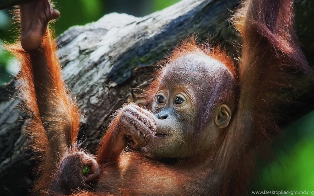 Baby Monkey Wallpapers Wallpapers Cave