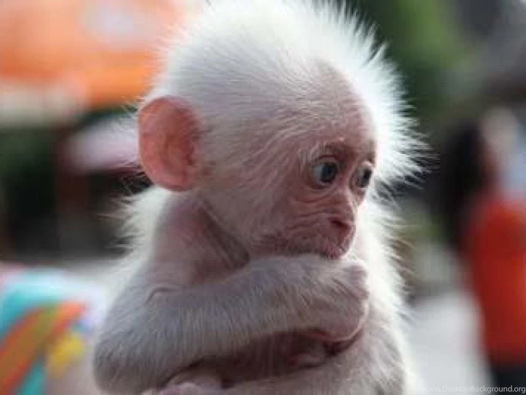 Cute Baby Monkey Wallpaper Desktop Background Images, Photos, Reviews