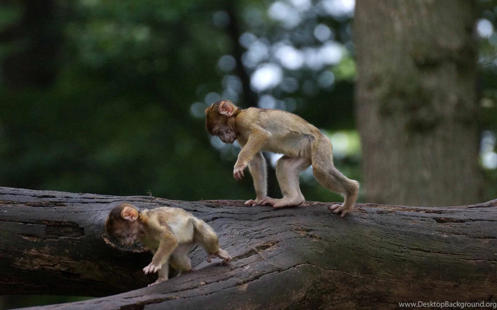 Two Baby Monkey Playing Hd Wallpapers