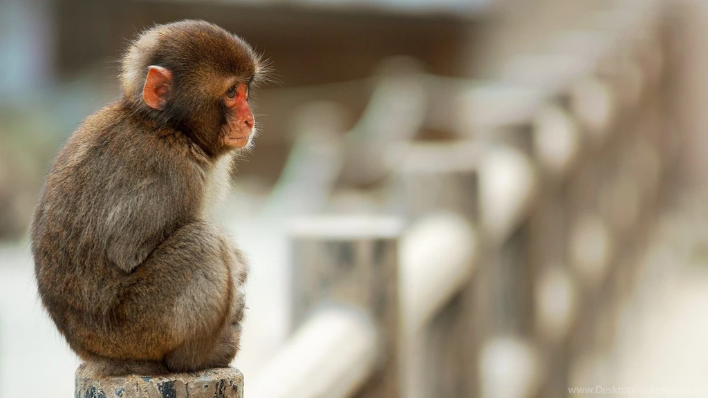 Baby Monkeys In Clothes Wallpaper.