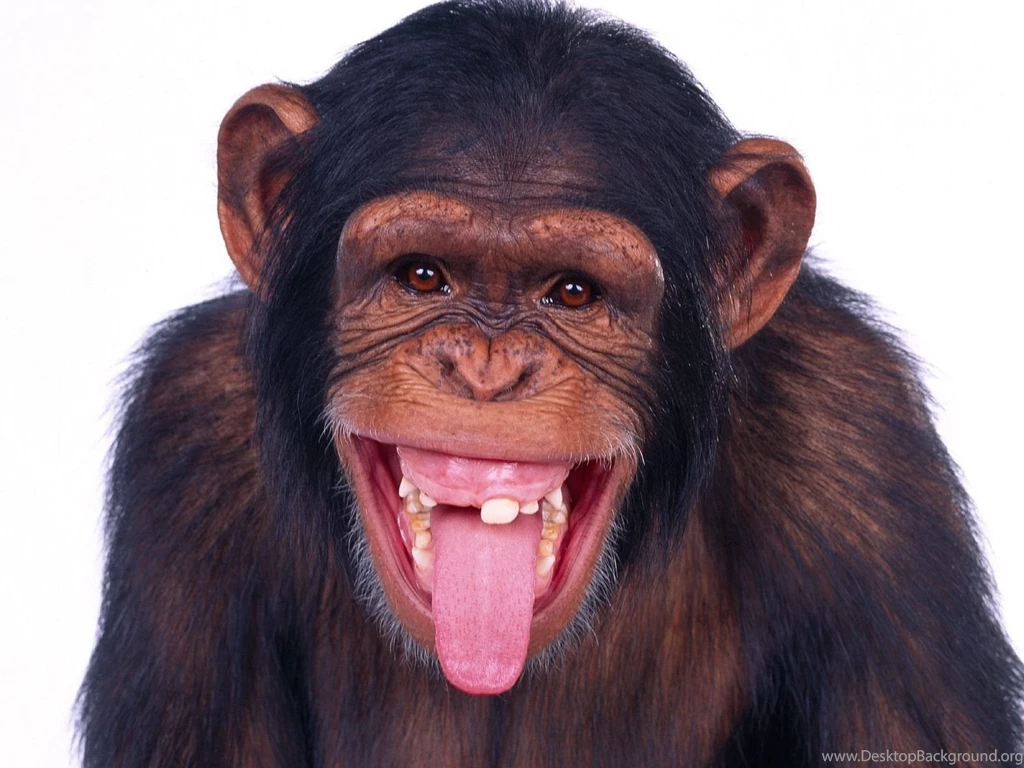Cute Funny Baby Monkey