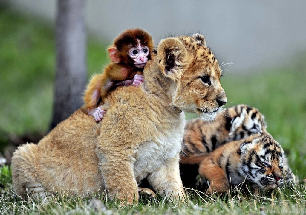 Pictures Of Baby Lion Cubs Desktop Backgrounds