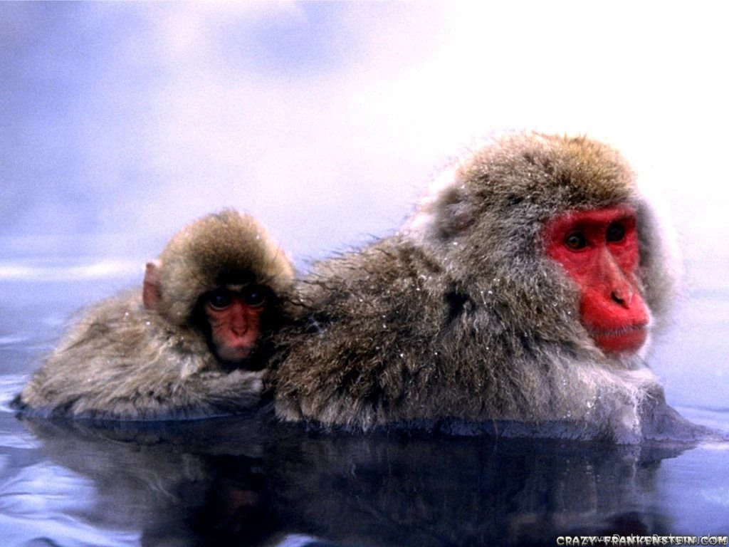 Monkey Wallpapers Crazy Frankenstein