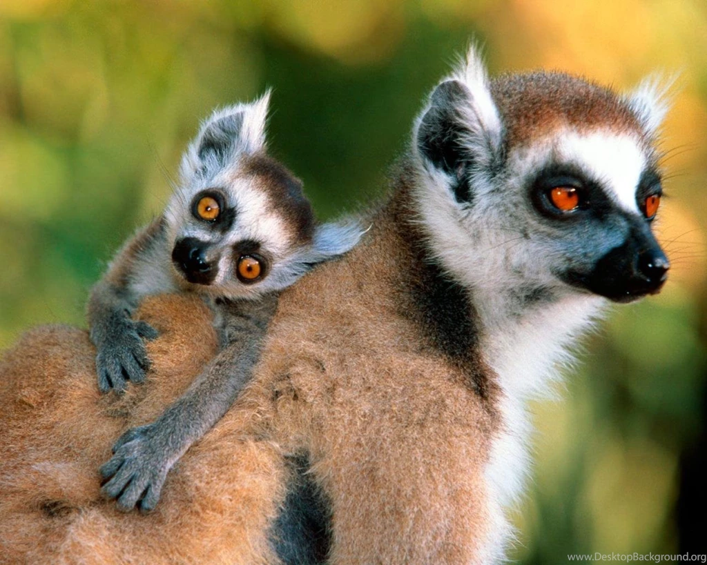 Baby Monkey Picture Normal 1280x1024