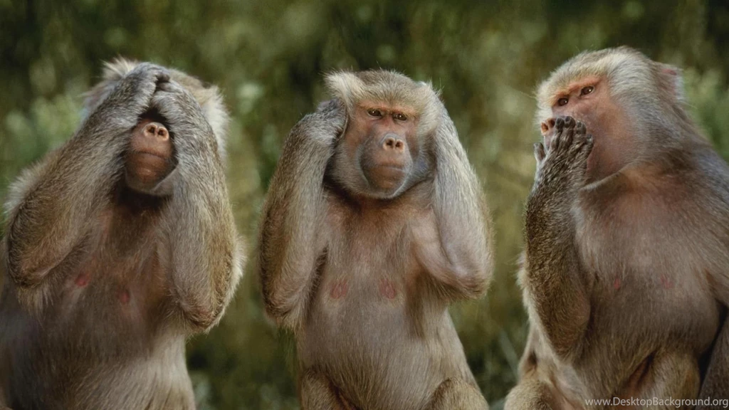 Funny Monkey Wallpapers