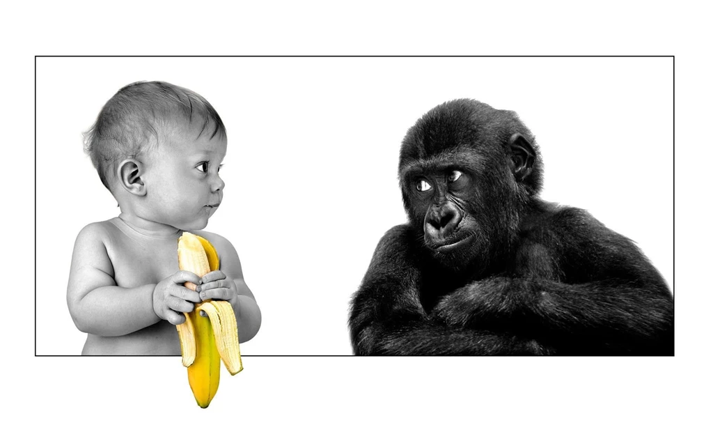 1920x1200px Baby And Monkey Funny Images Hd