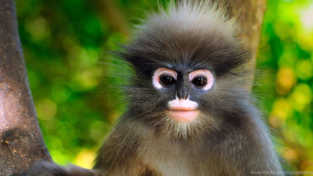 Coolest Baby Monkey 4K Wallpapers