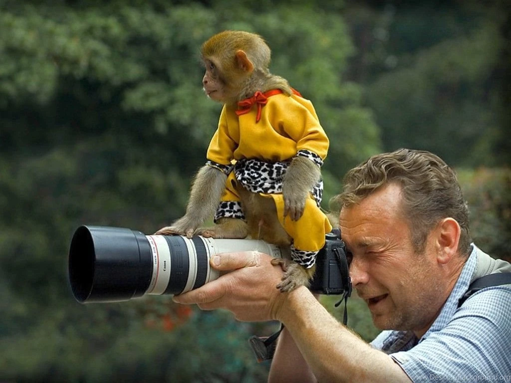 Funny Monkey HD Wallpapers Download Funny Monkey HD Wallpapers ...