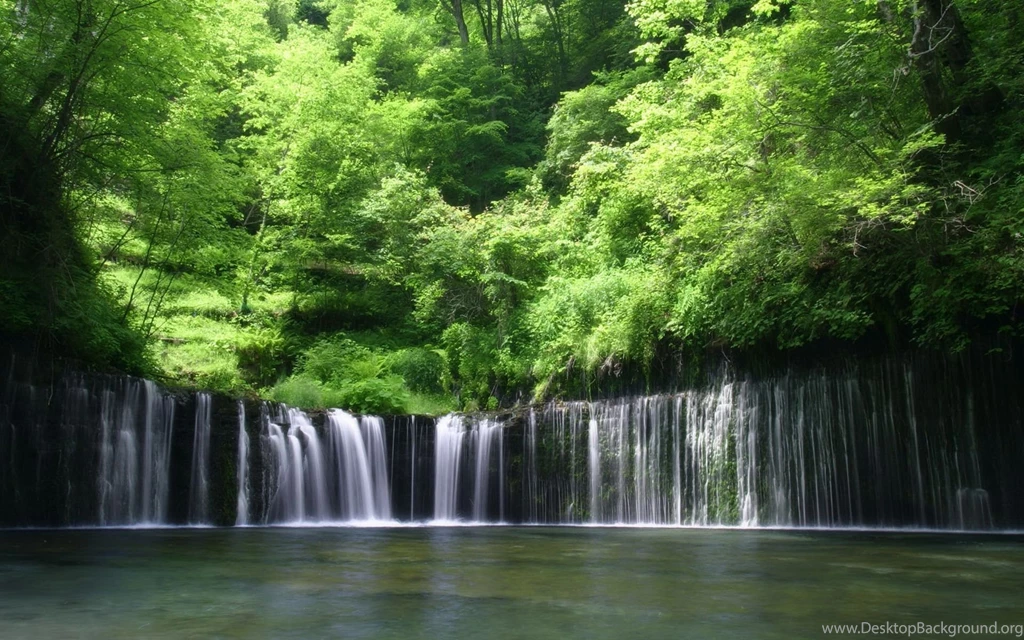 Nature: Rain Forest, Desktop Wallpapers Nr. 57841 By Striker