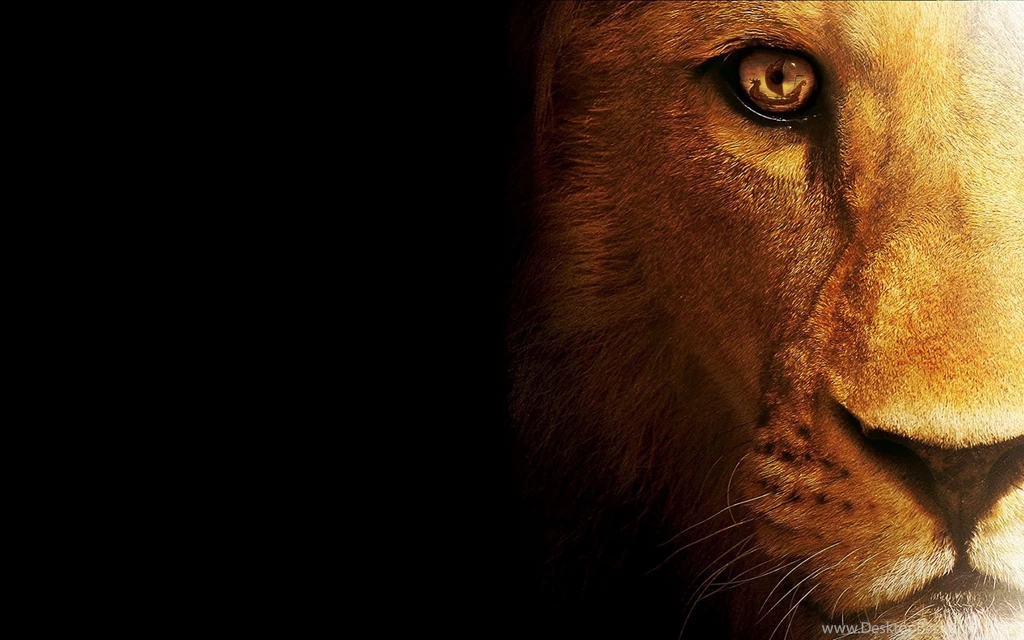 A Selection Of 9 Images Of Lions In HD Quality