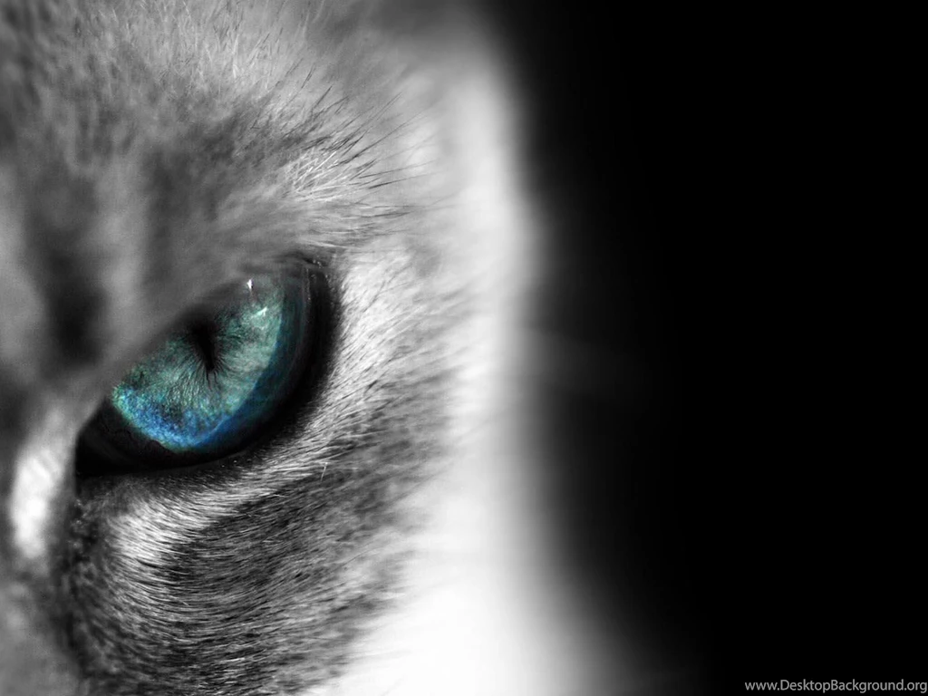 Siamese Cat Eye Wallpapers Animal Backgrounds