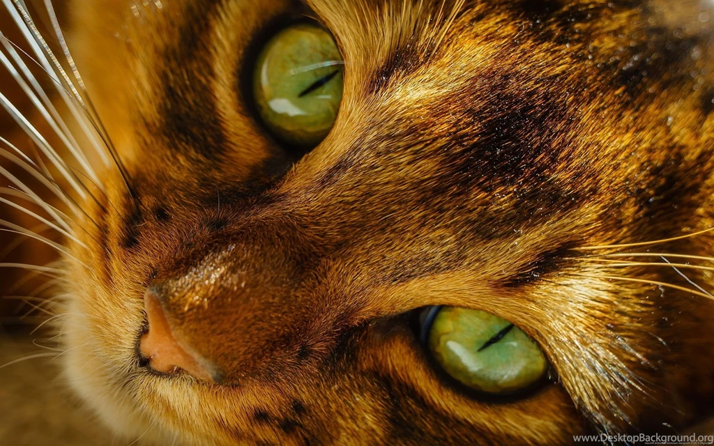 Cat Eyes Hd Wallpapers