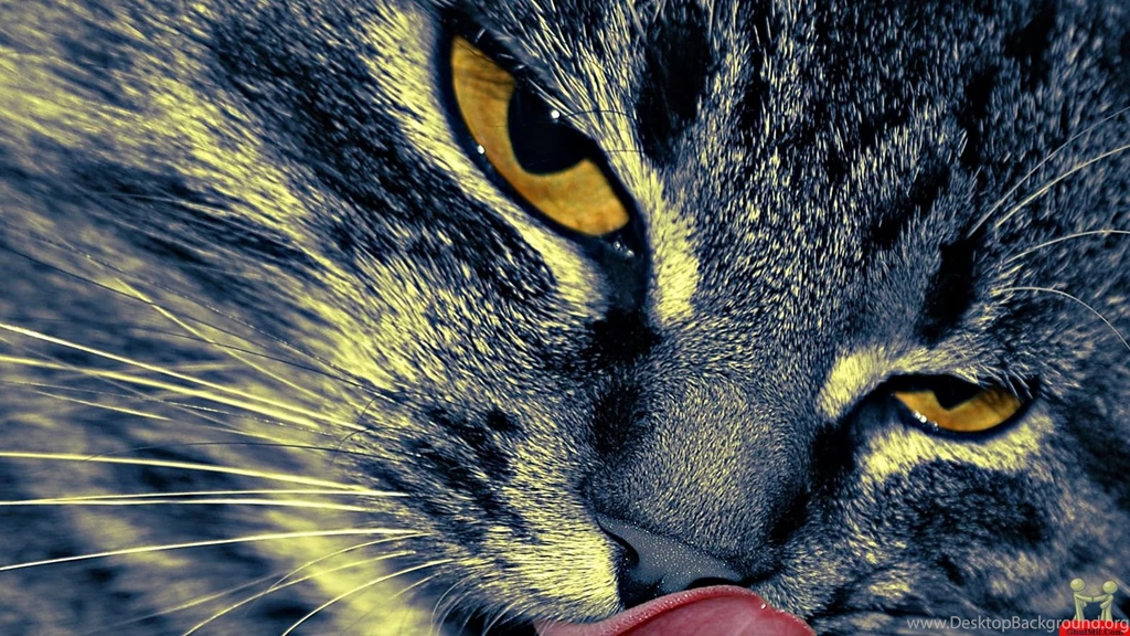 Beautiful Superb Cat Eye HD Wallpapers – HD Wallpapers Free Download