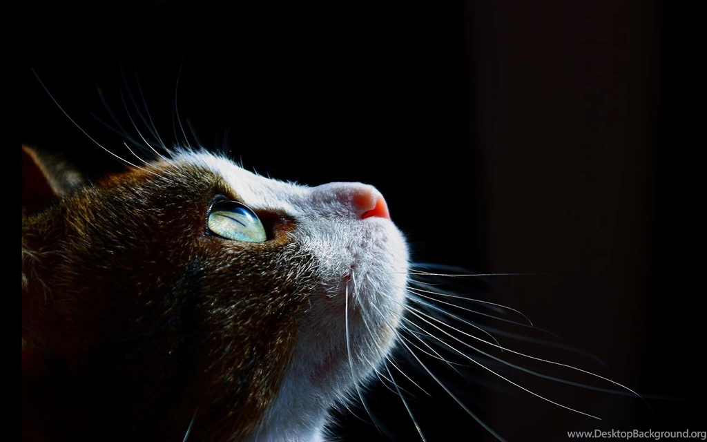 Cat's Eye Wallpapers 1680 1050   Imgur