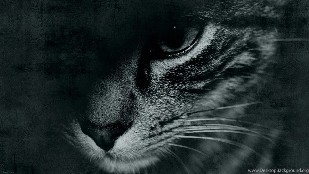 Cat Face Cat Eye Mustache Black And White Face Eyes Mustache Black ...