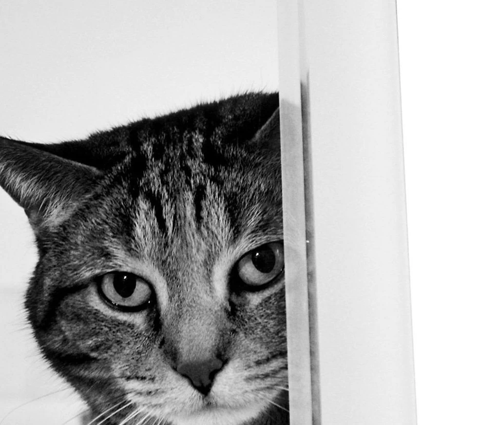 Hd Cat Wallpapers, Hairy Cats, Kittens, Baby Cats, Cat Eye ...