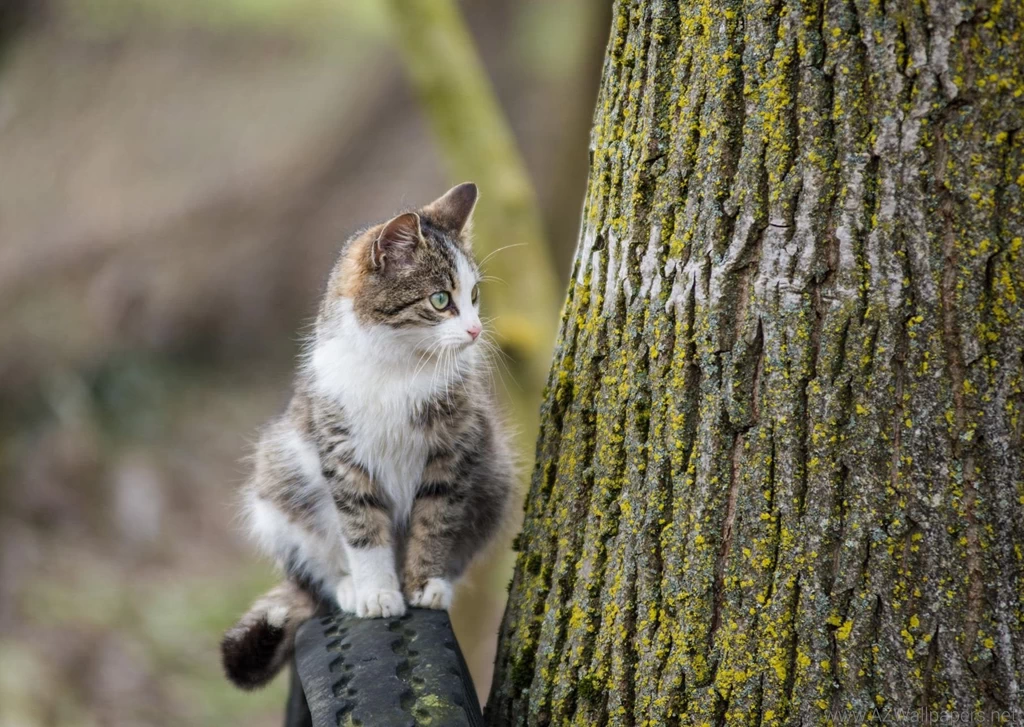 Cute Cat Wallpapers, Lovely Animals, Pussycat Photos, Funny Cat ...