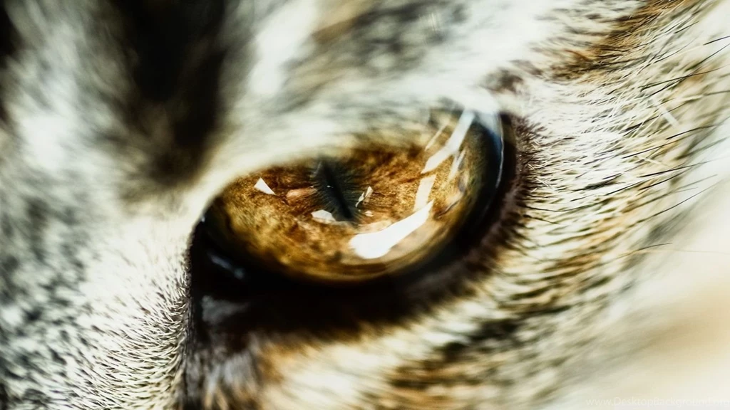 Cat Eye Close Up HD Desktop Wallpapers : High Definition ...
