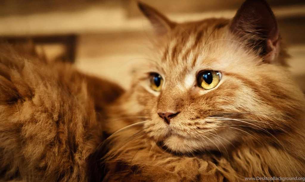 Cute Cat Wallpapers, Lovely Animals, Kitten Images, Hairy Animals ...