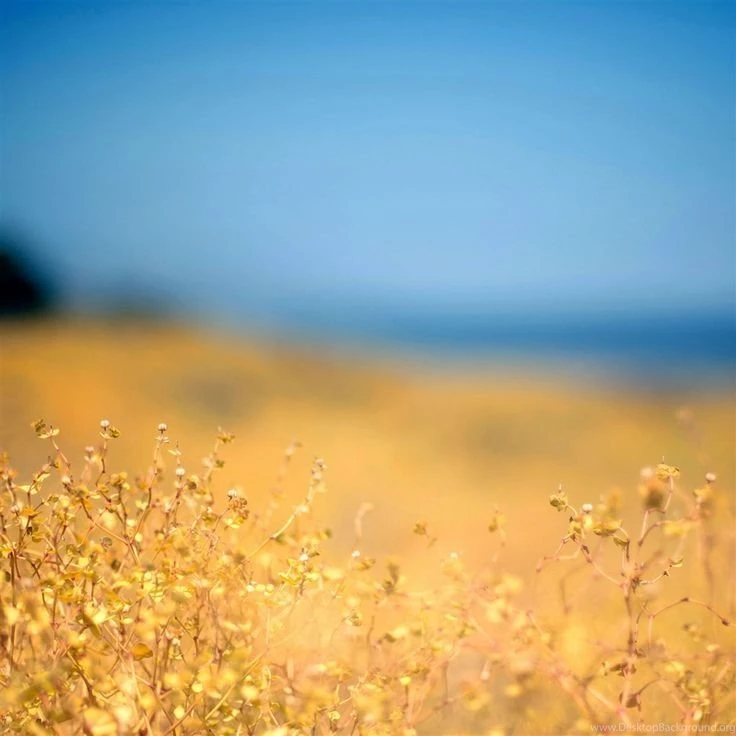 Weeds