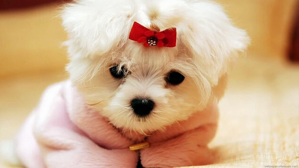 Small Dog Wallpapers