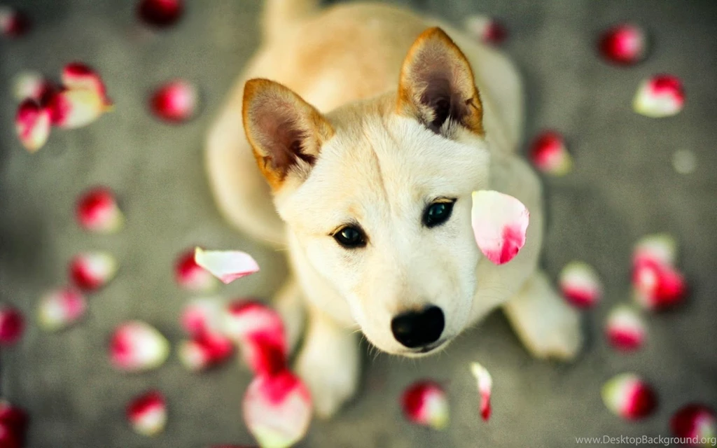 Flower Rain Dog Wallpaper Images 815