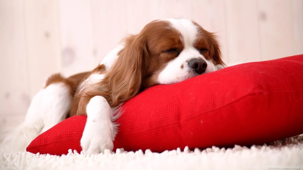 Wallpapers Sleeping Dogs Wallpapers Animal Hd