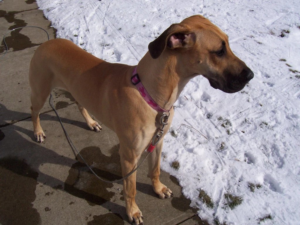 Great Dane Dogs Wallpapers